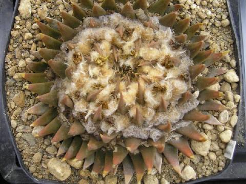 ariocarpus trigonus aramberri03