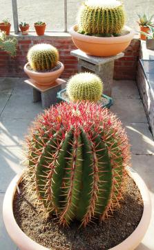 ferocactus stainesii01