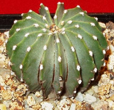 geohintonia mexicana01