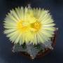 astrophytum hybride03