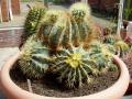 ferocactus glaucescens01