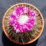 mammillaria03